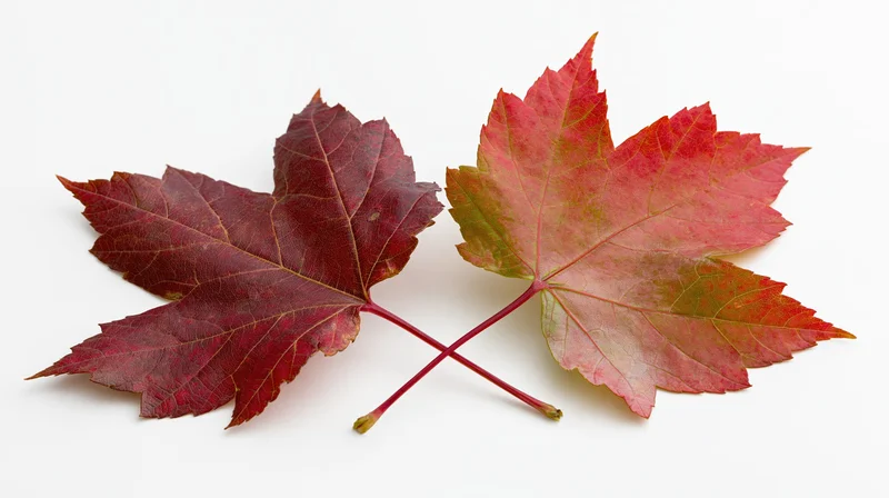 Two maple leaves in autumn colors arranged side by side on a white background