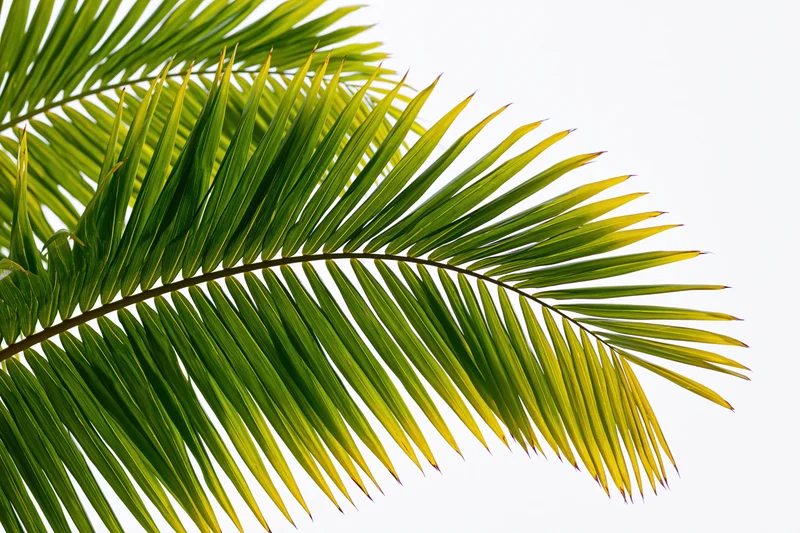 Palm frond arching from upper left corner against white background