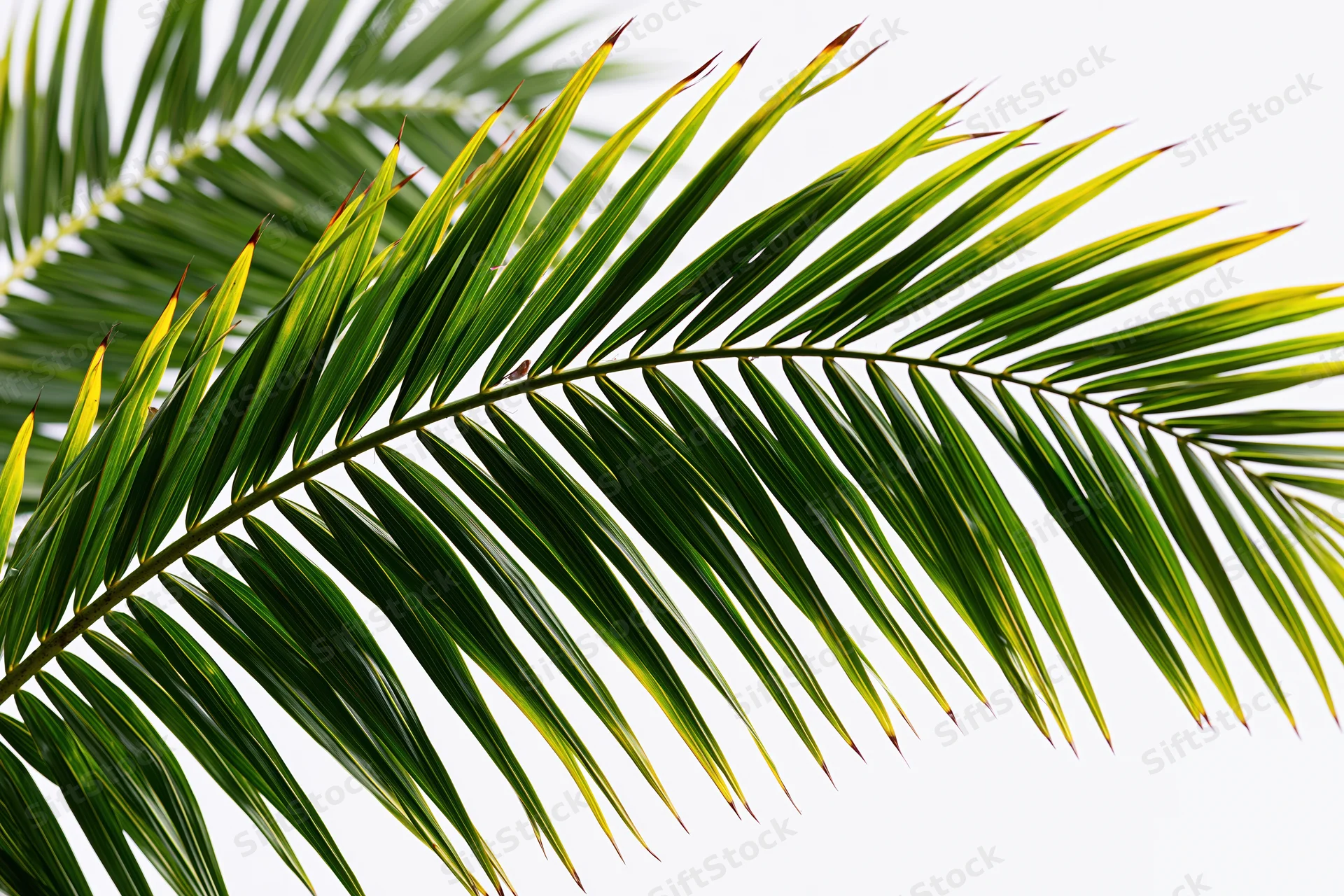 Palm frond arching across white background with green leaves and yellow tips