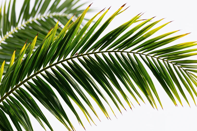 Palm frond arching across white background with green leaves and yellow tips