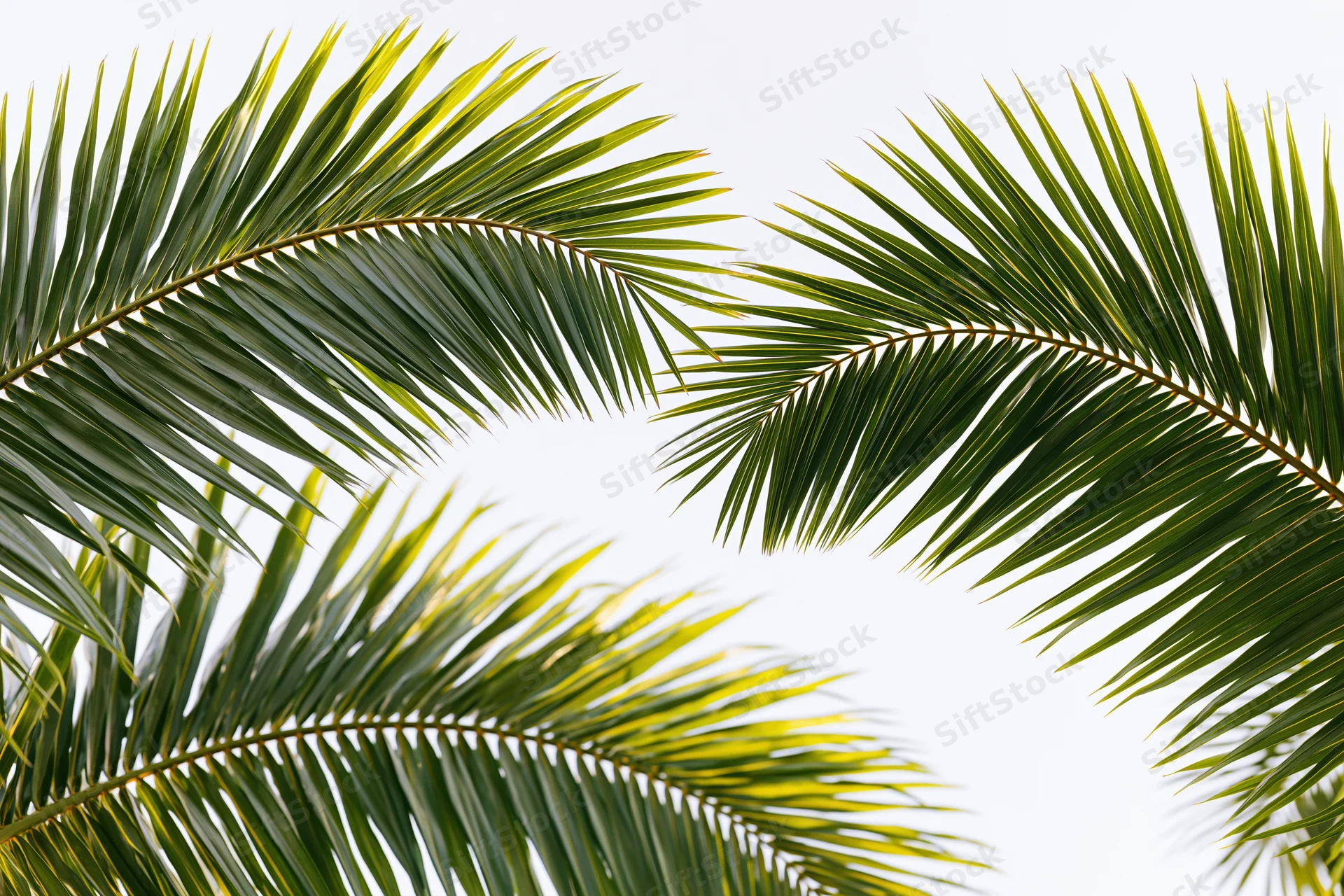 Coconut palm fronds arching inward against a white background