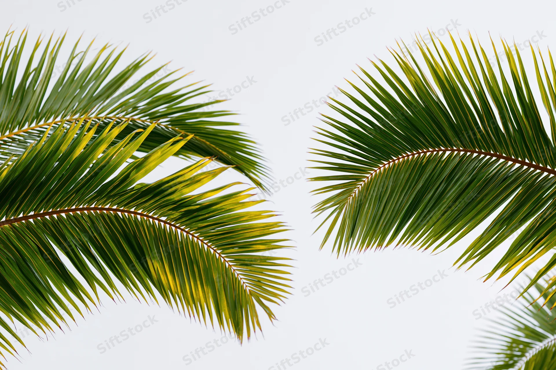 Two coconut palm fronds arching inward against a white background with copyspace