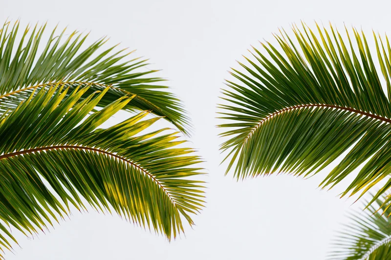 Two coconut palm fronds arching inward against a white background with copyspace