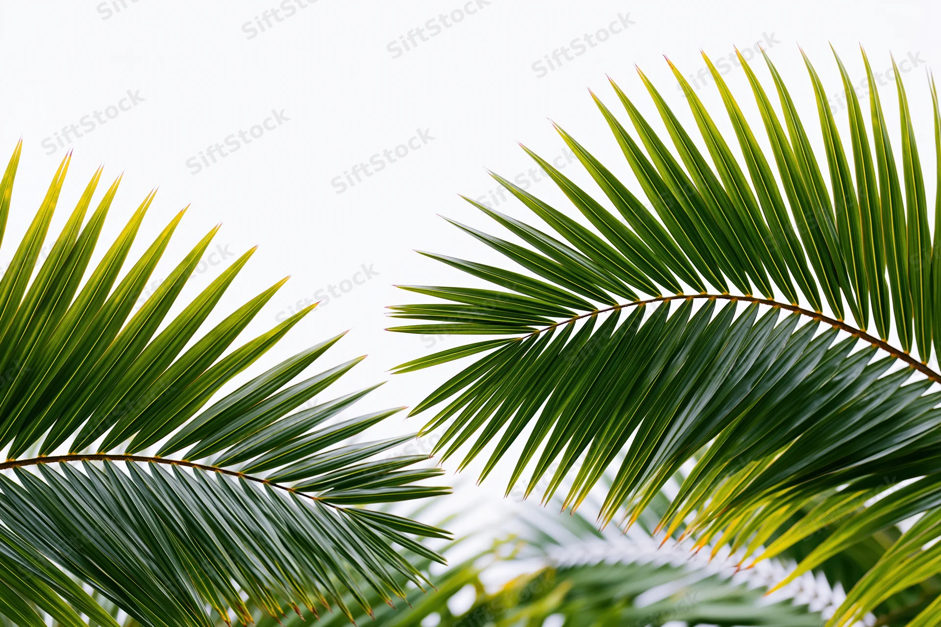 Two coconut palm fronds arching inward against a white background with copyspace