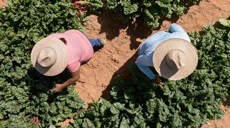 Two women in straw hats harvesting leafy greens in a tilled field