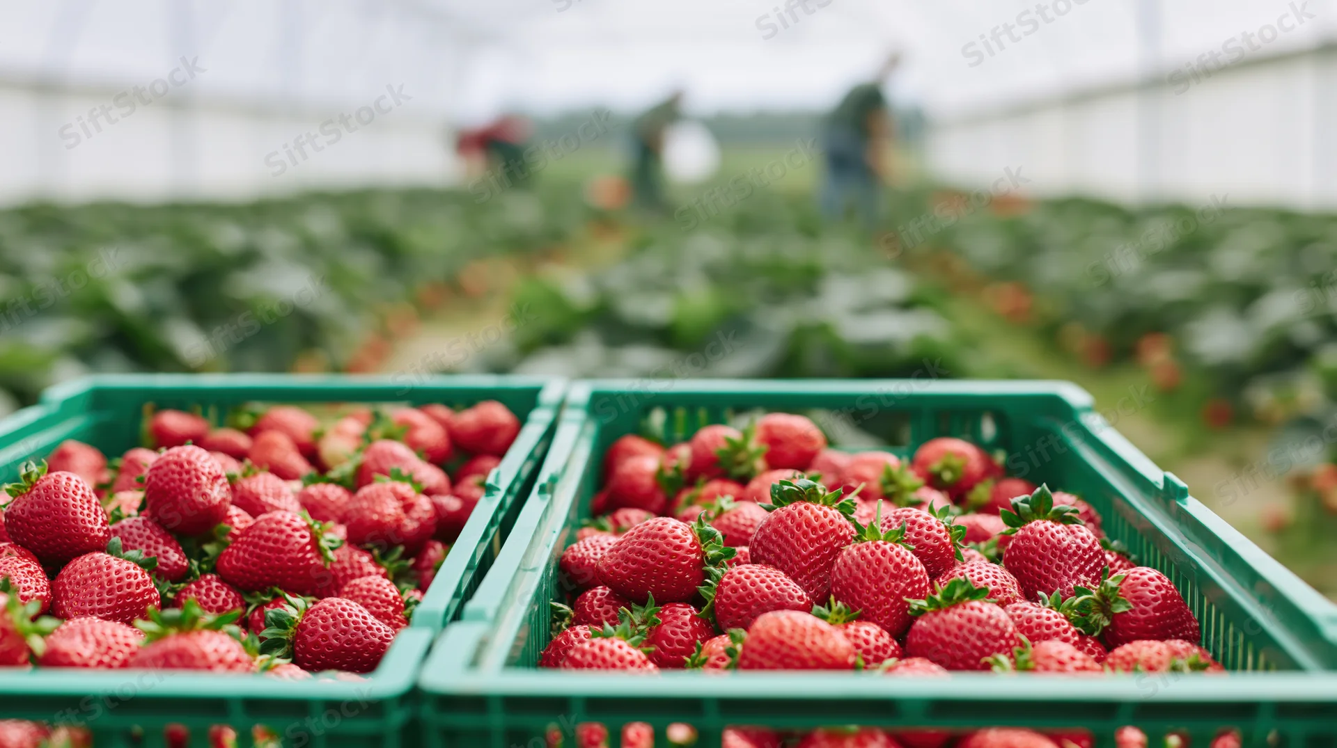 Two green crates filled with freshly picked strawberries in a greenhouse field