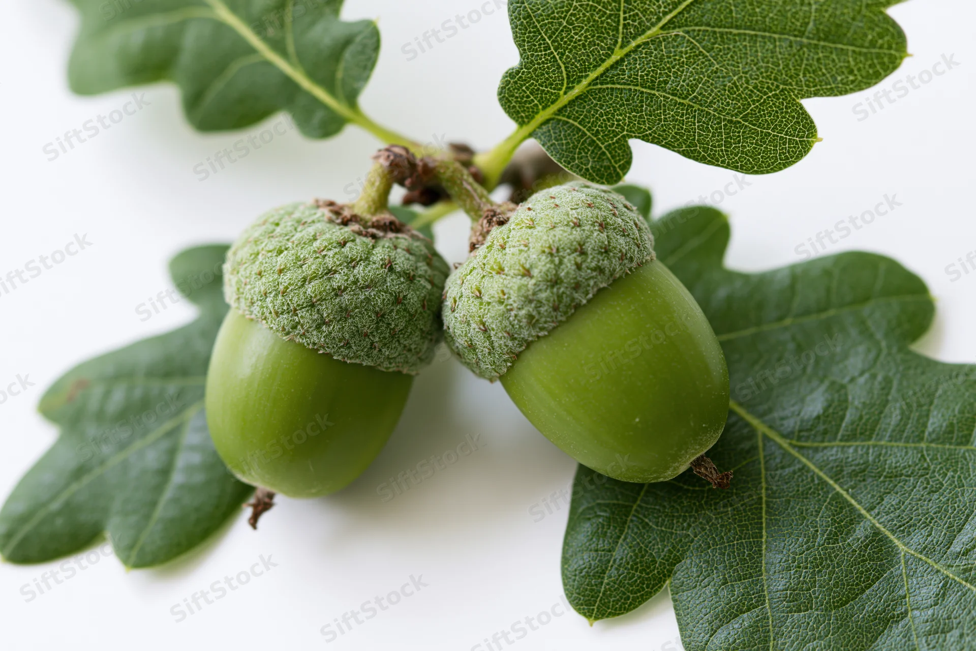Two green unripe acorns with textured caps attached to a short branch with oak leaves on white background