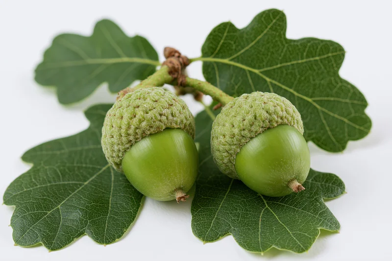 Two green unripe acorns with textured caps and oak leaves on a white background