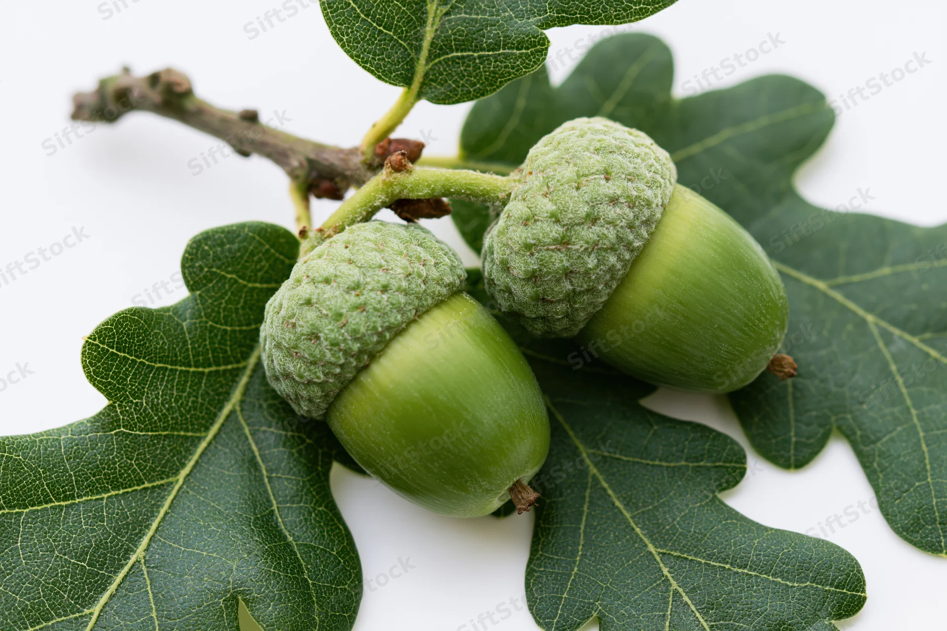 Two green unripe acorns with textured caps on a branch with oak leaves against white background