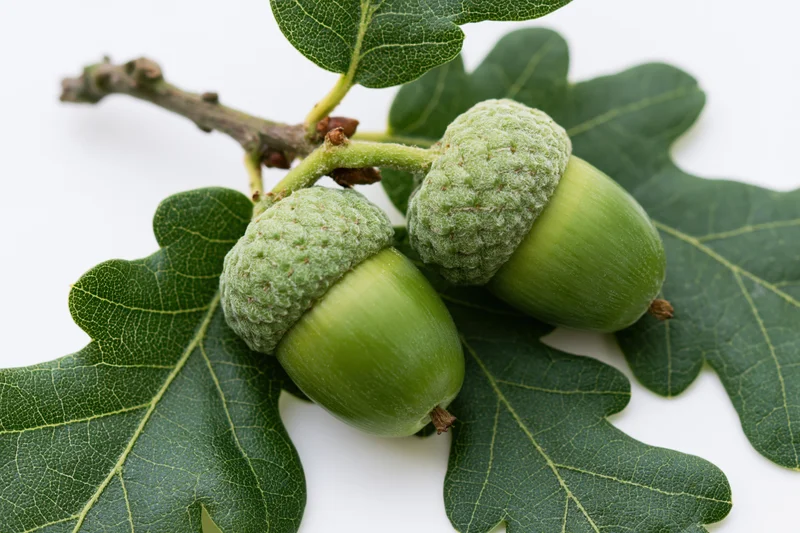Two green unripe acorns with textured caps on a branch with oak leaves against white background