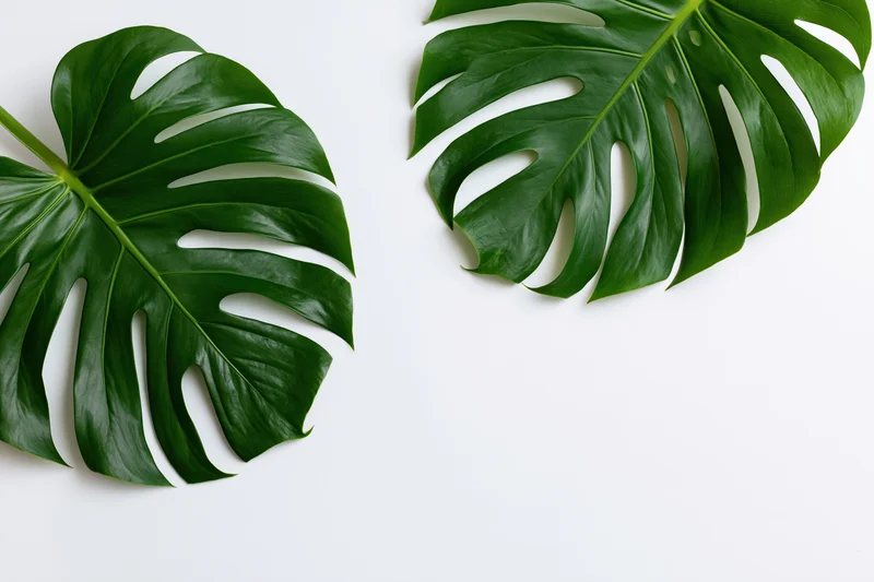 Two large monstera deliciosa leaves arranged in opposite corners on white background