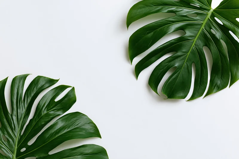 Two large monstera deliciosa leaves arranged in opposite corners on white background