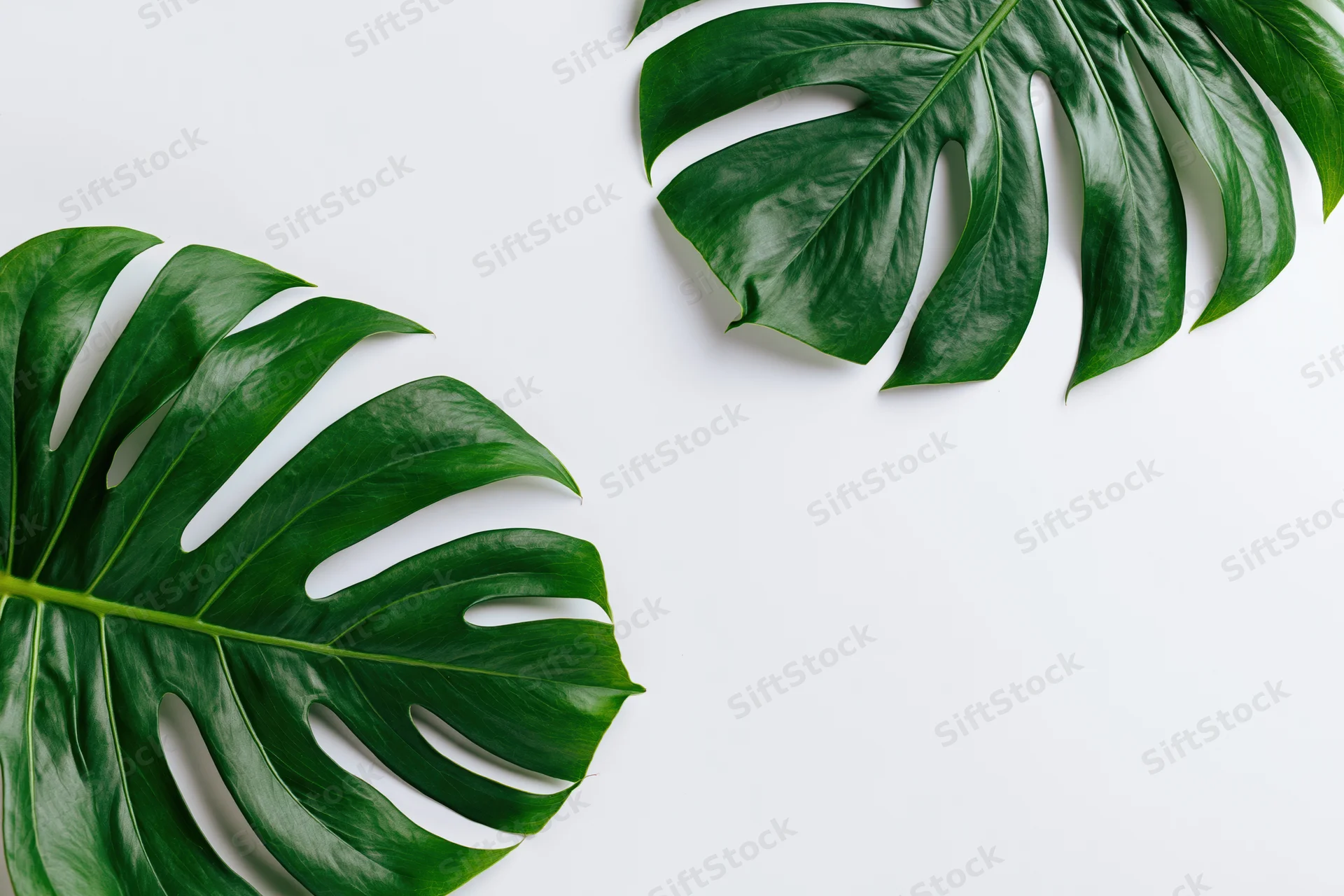 Two large monstera leaves arranged in opposite corners on a white surface