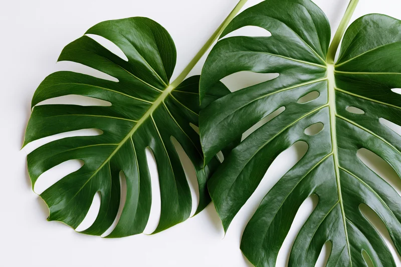 Two large monstera deliciosa leaves laid flat and overlapping on white surface