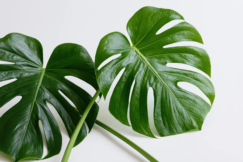 Two large monstera leaves with split edges lying flat on white surface