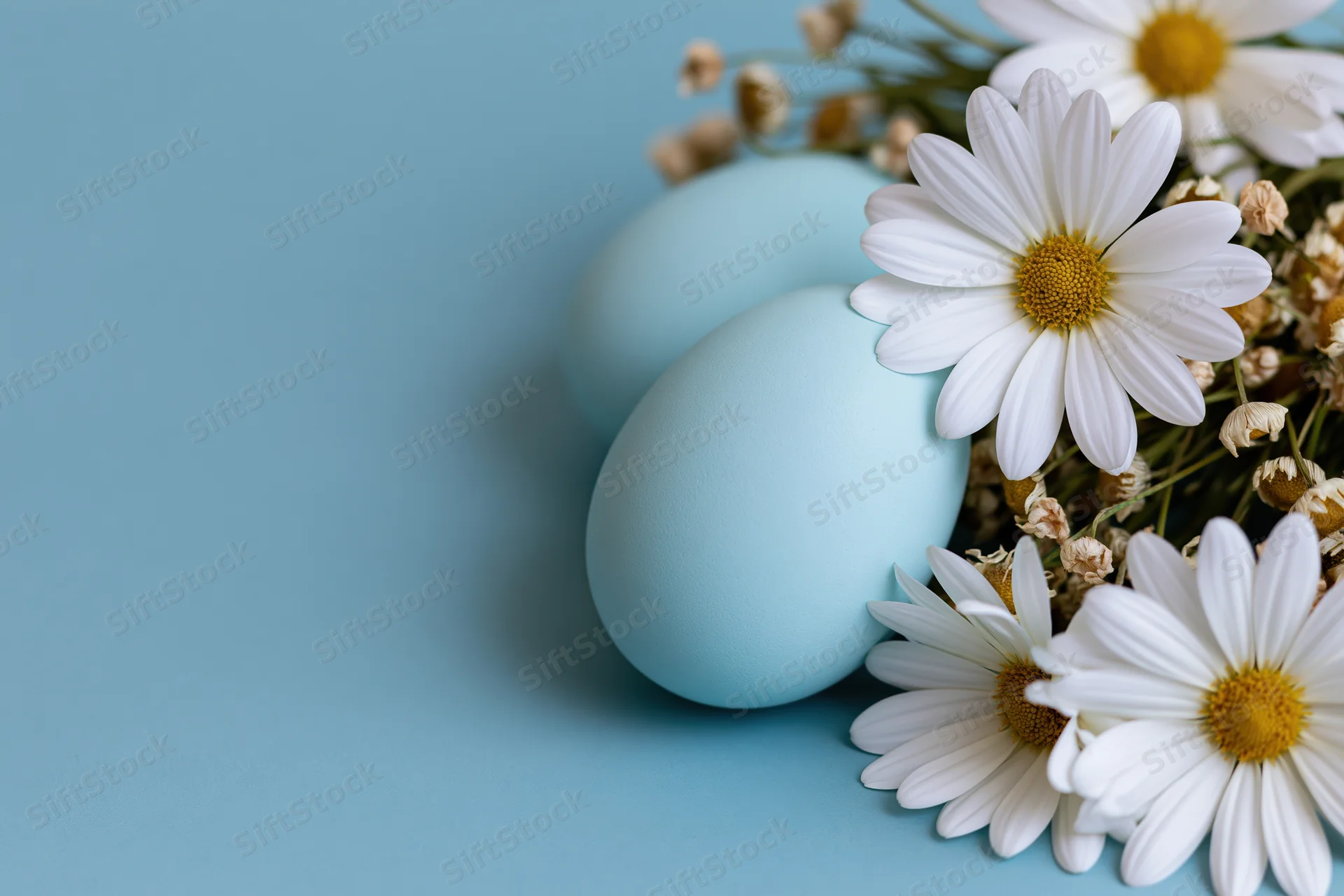 Pale blue easter eggs nestled among white daisies on a solid blue surface