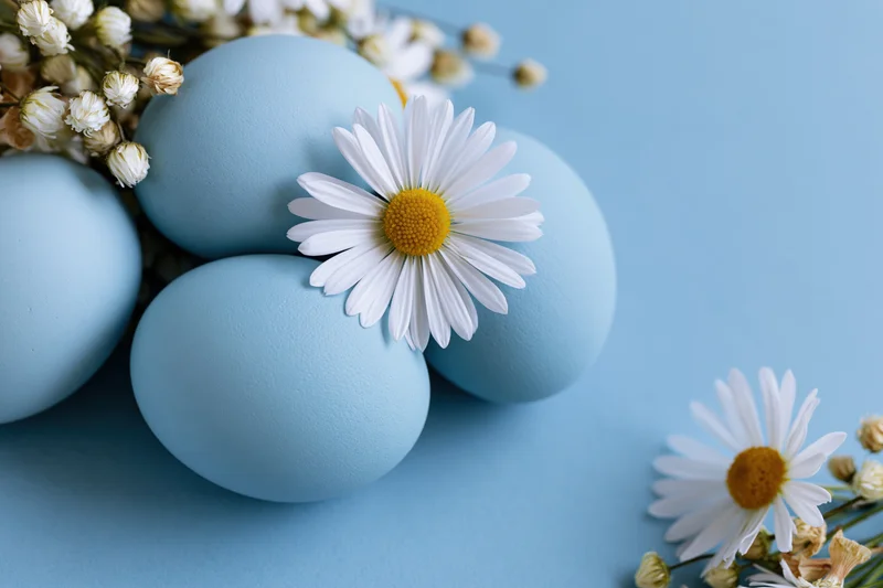 Pale blue easter eggs arranged with white daisy flowers on a light blue surface