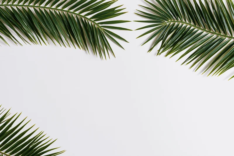 Palm fronds arranged in corners on white background with central copyspace