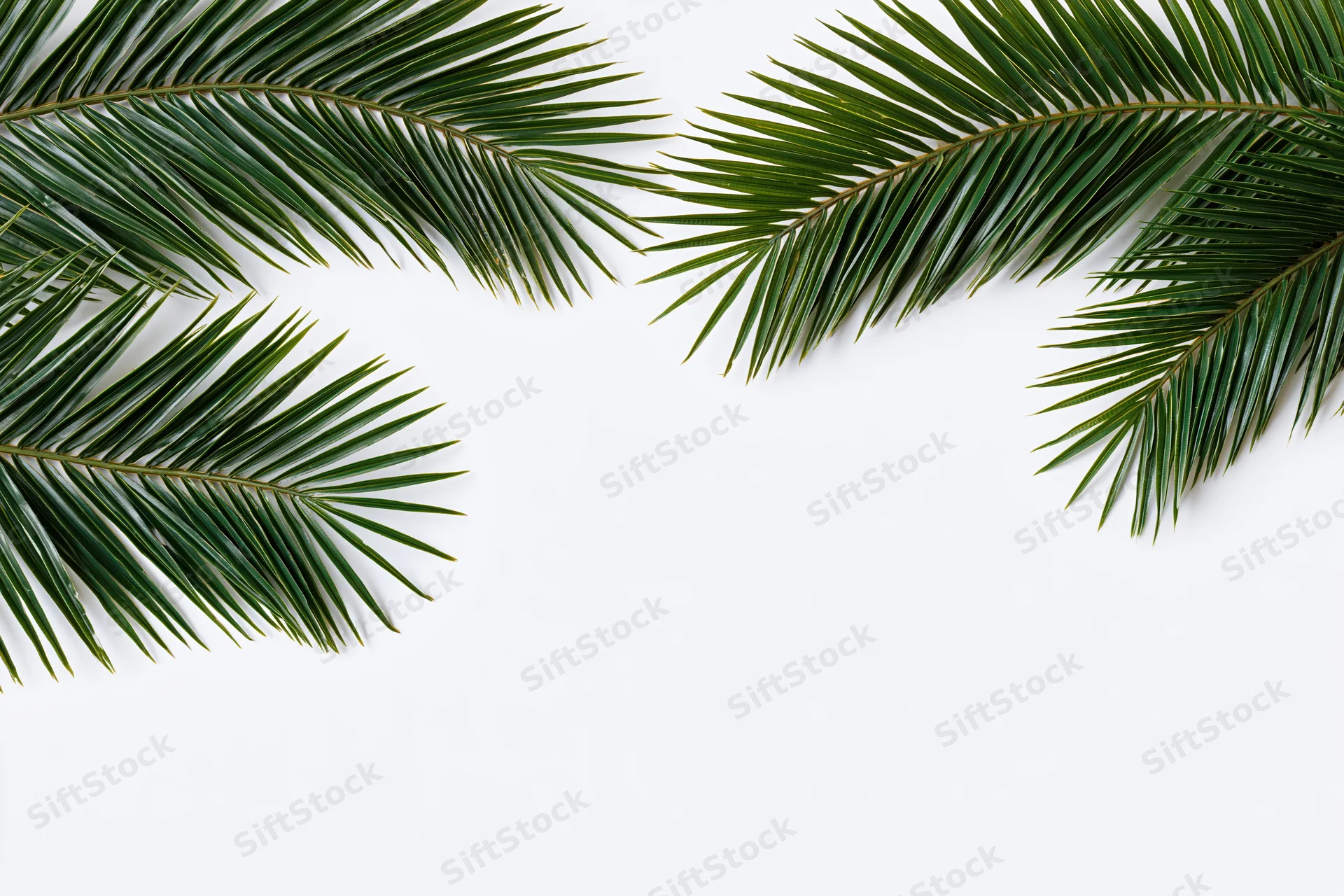 Palm fronds arranged in corners on white background with copyspace