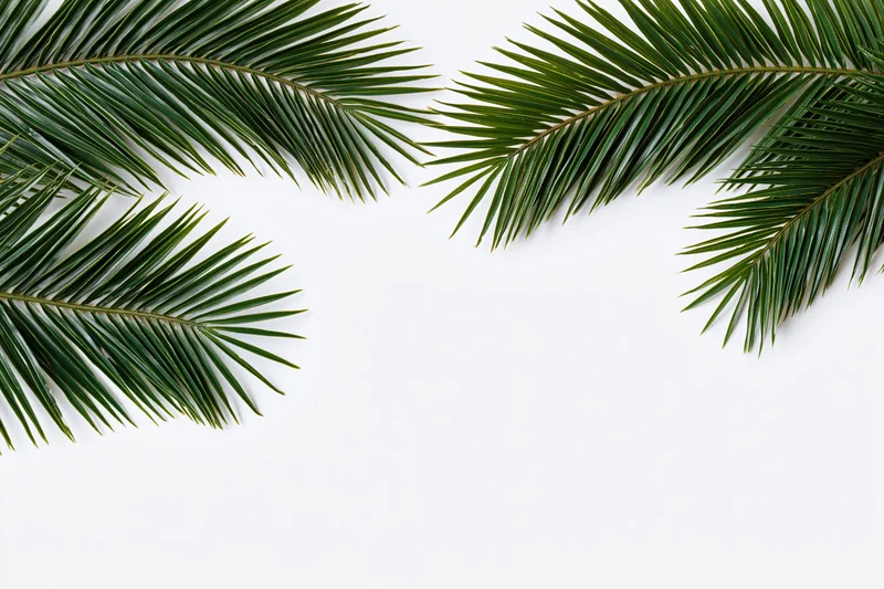 Palm fronds arranged in corners on white background with copyspace