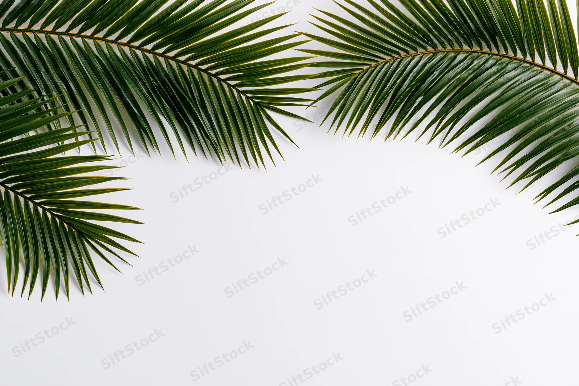 Palm fronds arching from top corners over white surface with copyspace