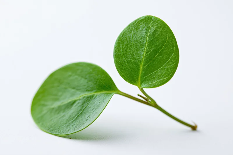 Two smooth oval green leaves on a single slender stem against white background