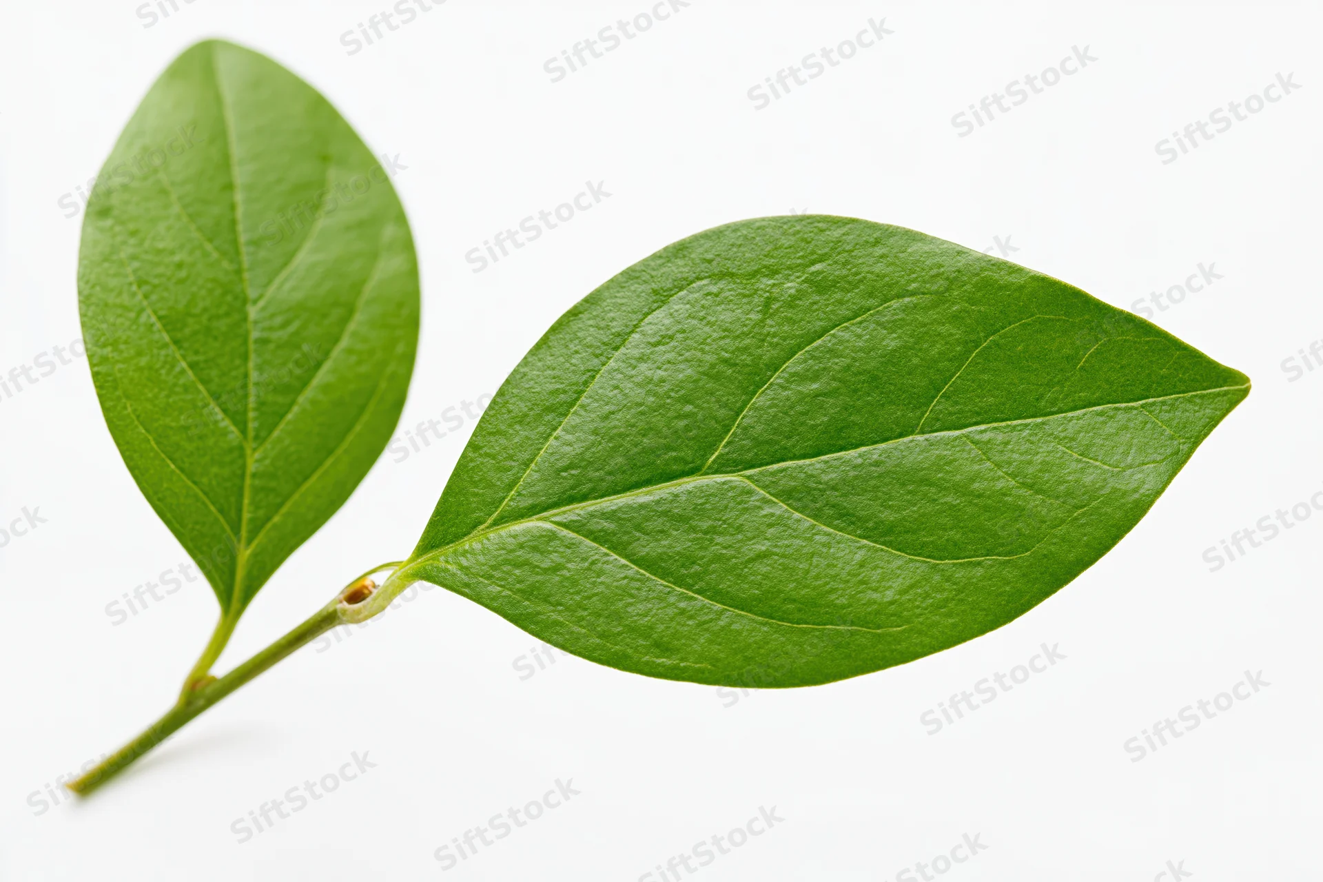 Two smooth green oval leaves on a slender stem against white background