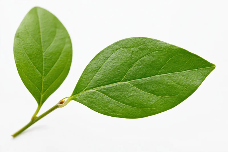 Two smooth green oval leaves on a slender stem against white background