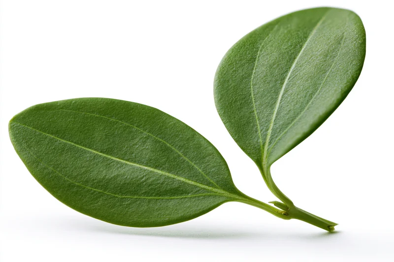 Two smooth green oval leaves on a slender stem isolated on white background