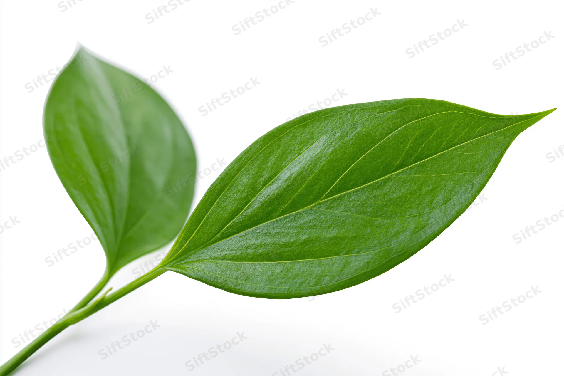 Two smooth green oval leaves on a slender stem against white background
