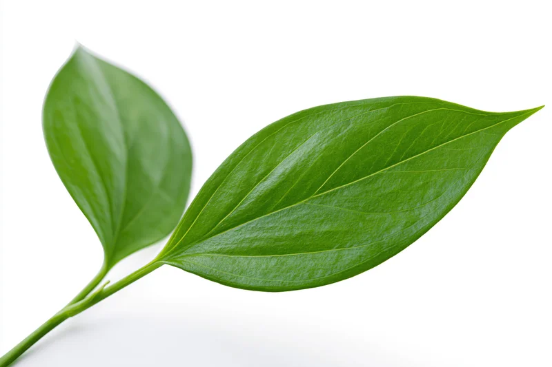 Two smooth green oval leaves on a slender stem against white background