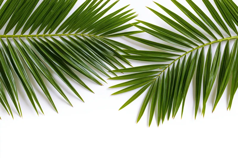 Two tropical palm fronds arching from the top corners on a white background with copyspace below