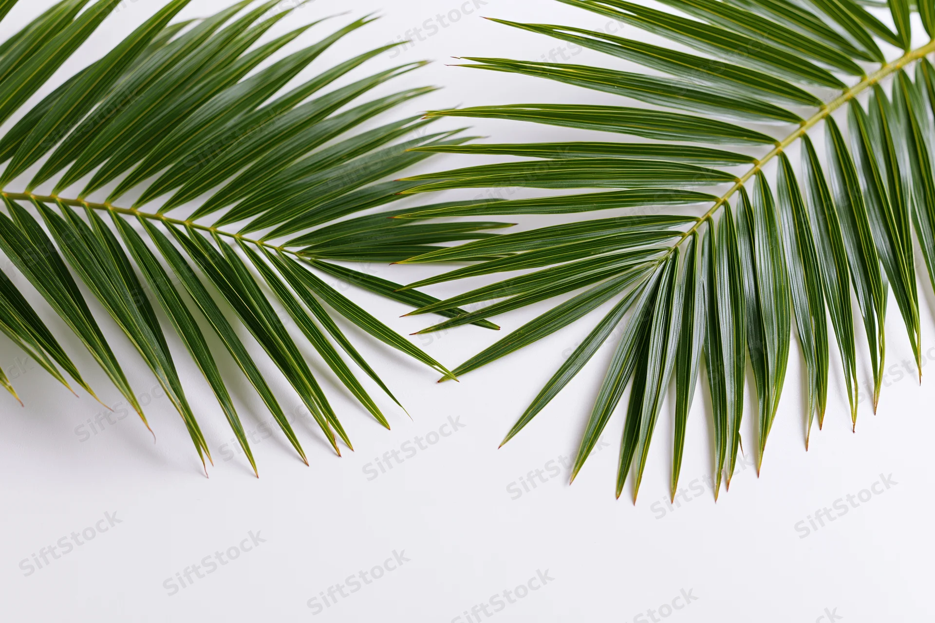 Two tropical palm fronds arranged diagonally on a white surface with copyspace below
