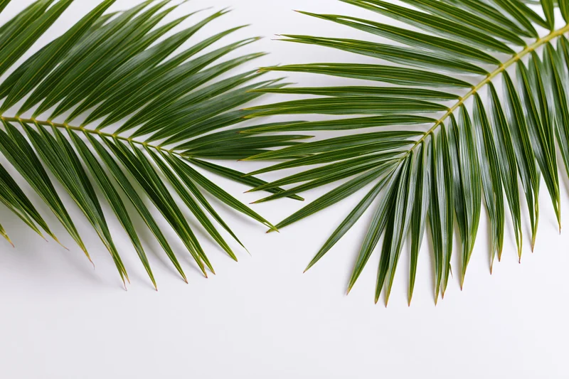 Two tropical palm fronds arranged diagonally on a white surface with copyspace below