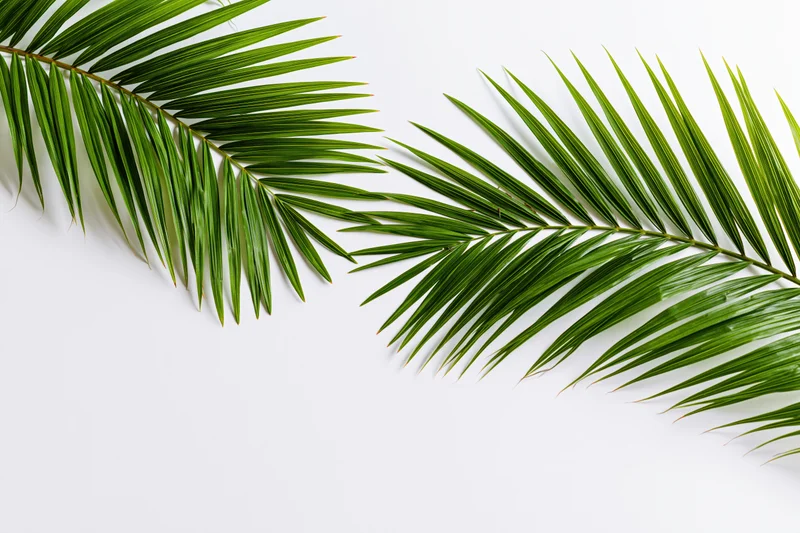 Two tropical palm fronds arching across a white surface with copyspace below
