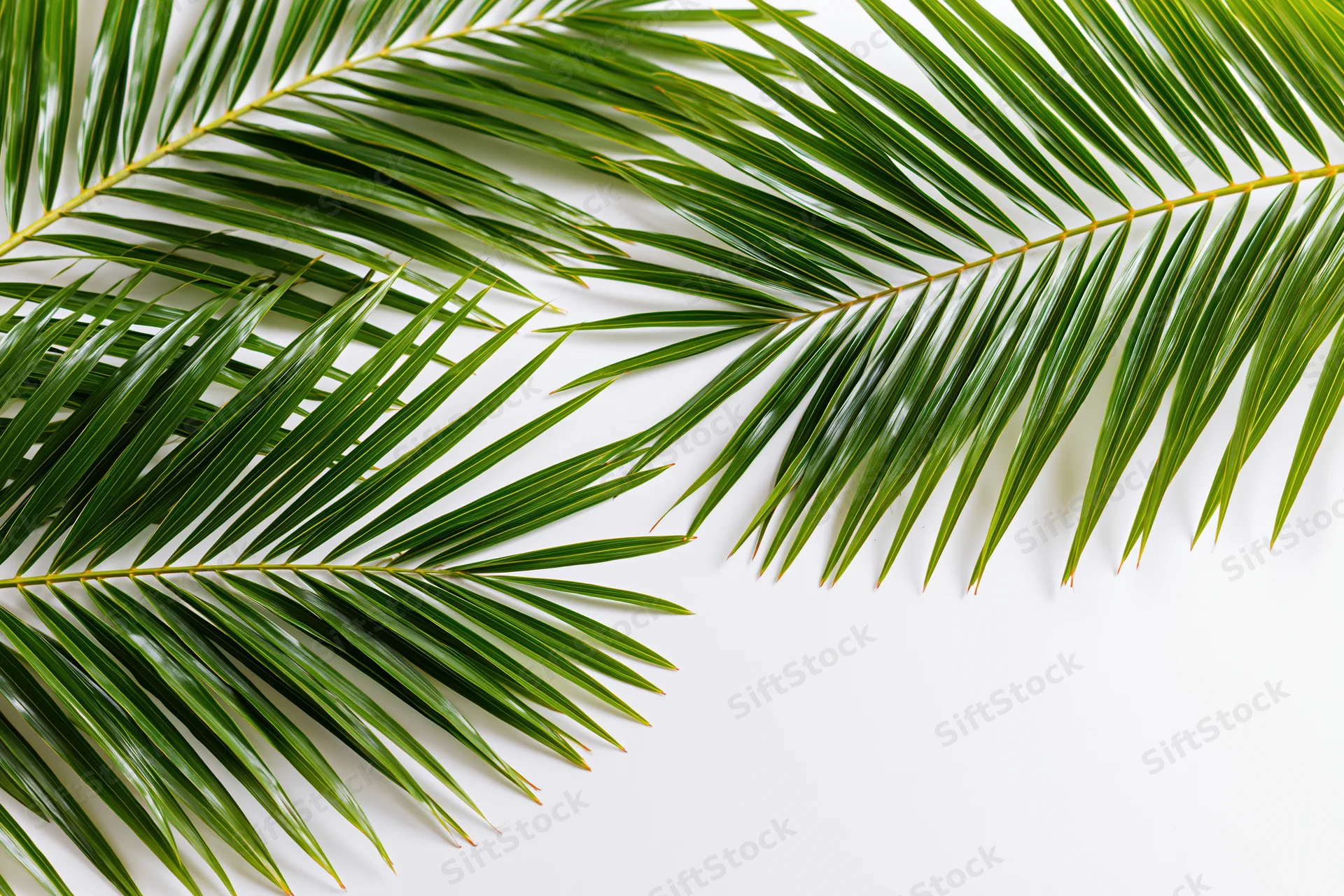 Two tropical palm fronds arching across a white surface with copyspace on the right