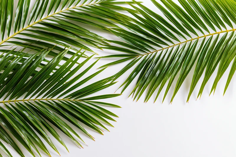 Two tropical palm fronds arching across a white surface with copyspace on the right