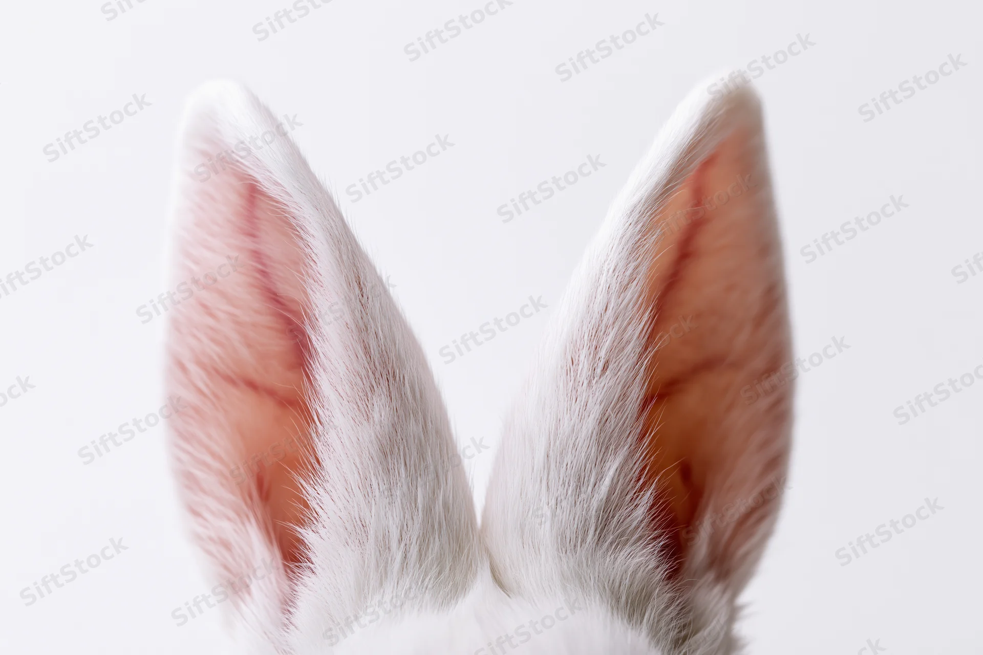 Closeup of white rabbit ears with pink inner fur against a plain white background