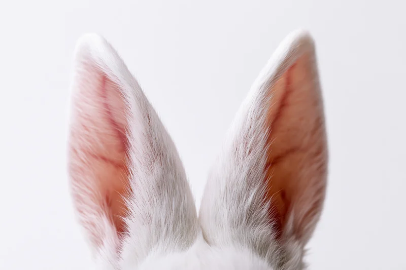 Closeup of white rabbit ears with pink inner fur against a plain white background