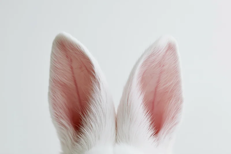 White bunny ears with pink inner fur visible against a plain white background