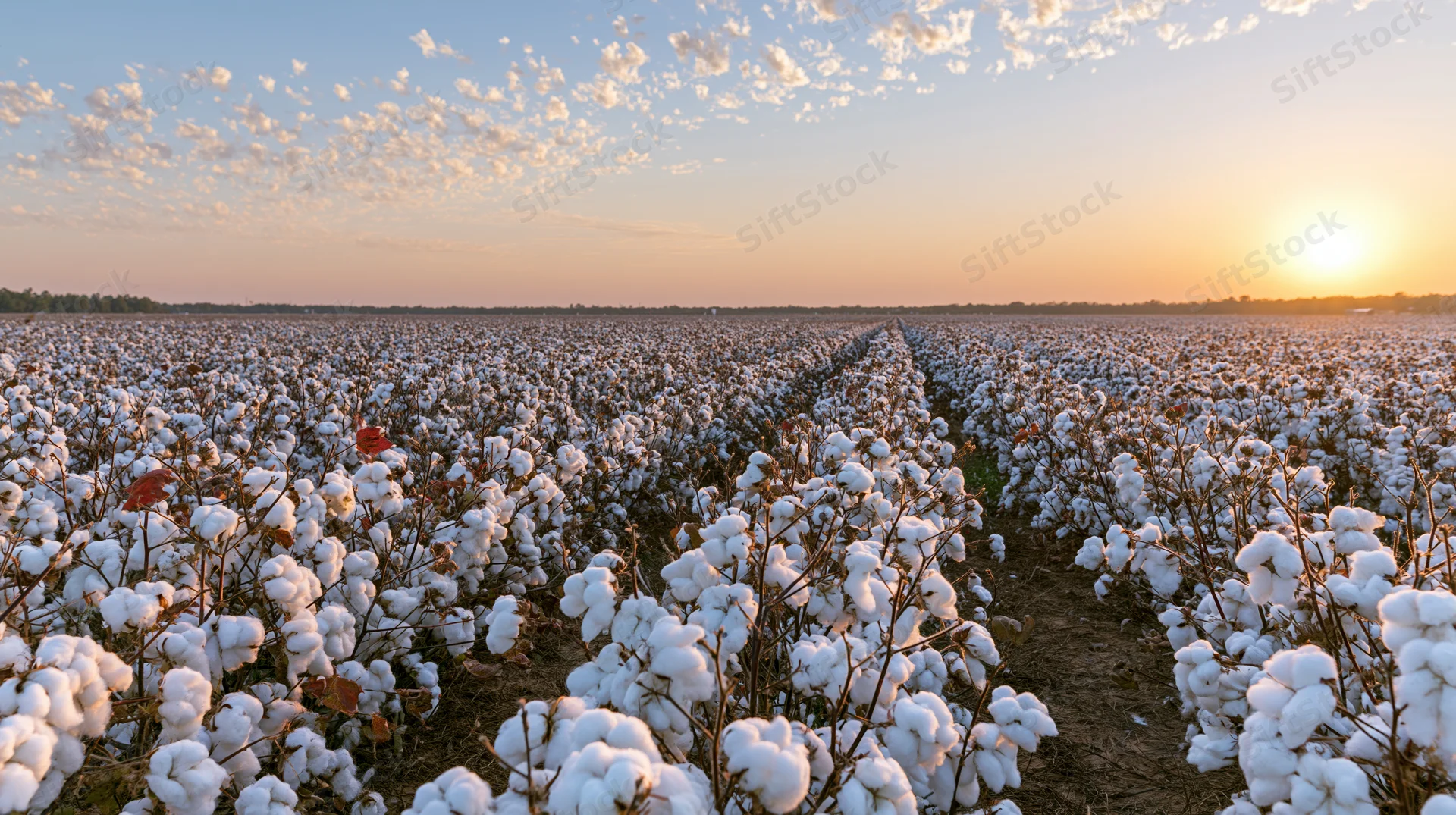 Cotton field in full bloom stretching to the horizon at sunset