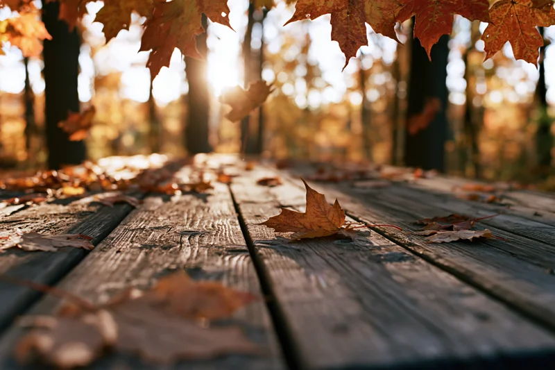 Weathered wooden table covered in fallen maple leaves in an autumn forest with sunlight filtering through trees