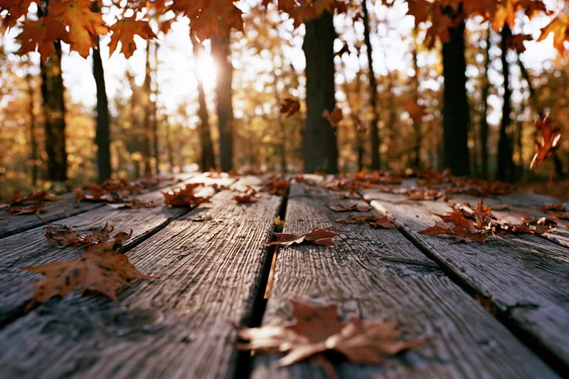 Weathered wooden table covered in fallen maple leaves in an autumn forest with sunlight filtering through trees