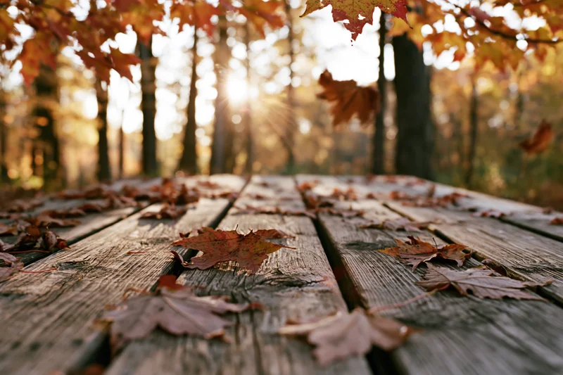 Weathered wooden picnic table covered in fallen maple leaves in an autumn forest with sunlight filtering through trees