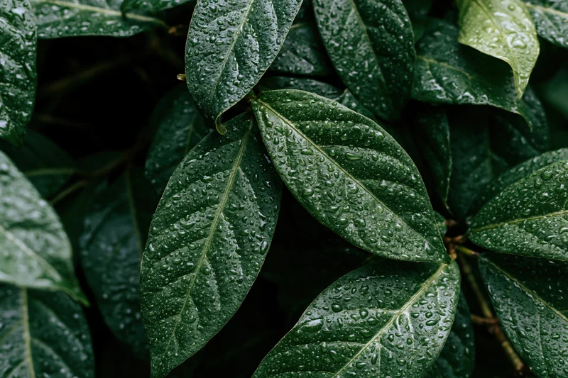 Closeup of wet tropical plant leaves covered in water droplets outdoors