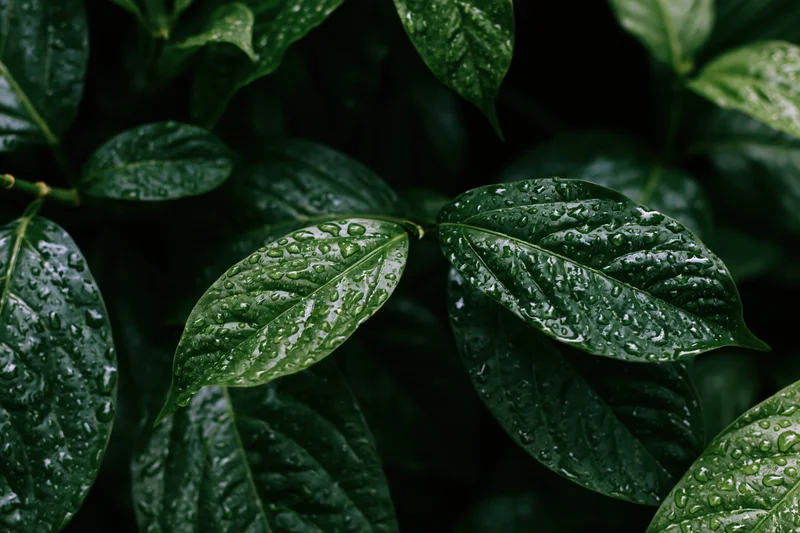 Closeup of wet tropical plant leaves covered in water droplets in a dark natural setting