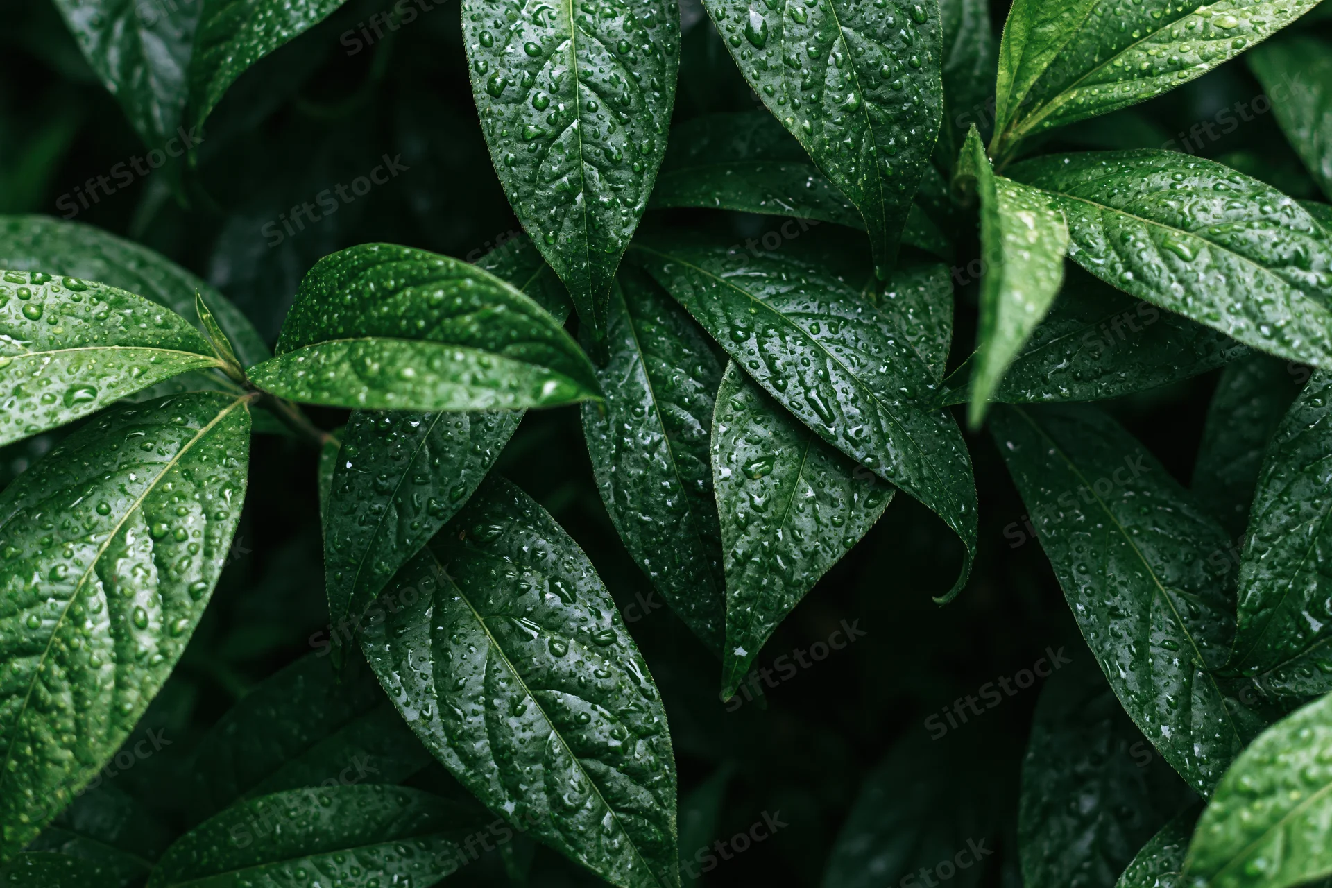 Closeup of wet tropical plant leaves covered in water droplets outdoors
