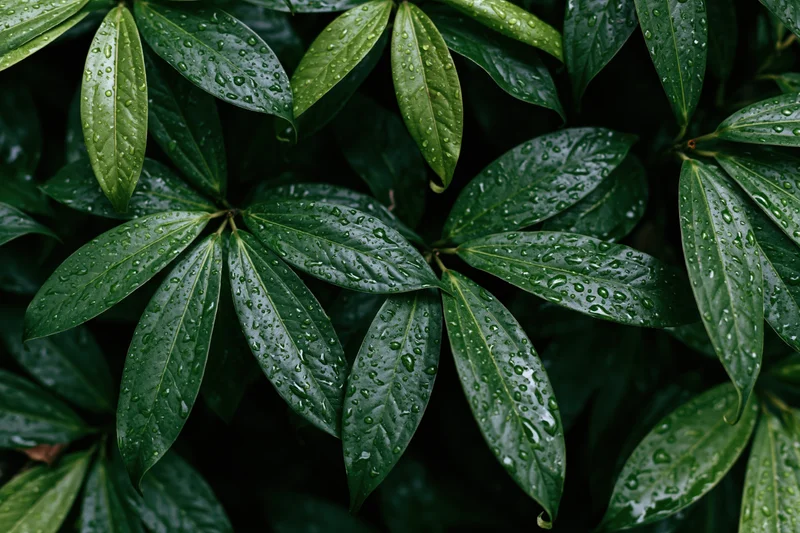 Closeup of wet tropical plant leaves covered in water droplets outdoors