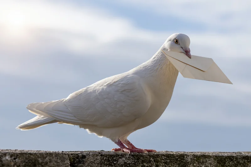 White carrier pigeon holding envelope in beak on stone ledge against sky