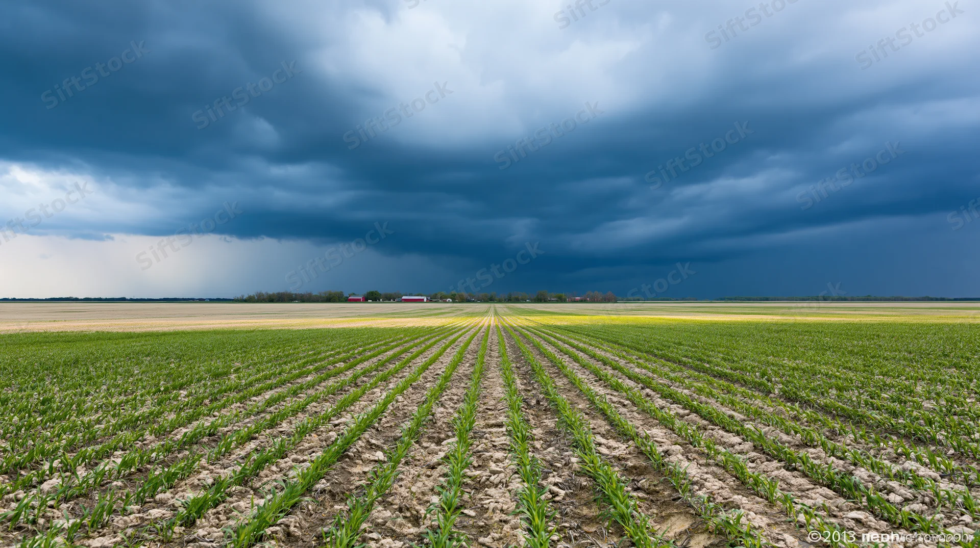 Rows of young crops growing in a flat agricultural field under a dark stormy sky